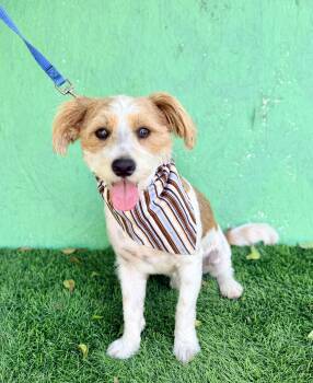 Poodle and Spaniel Dogs Available for Adoption - Scout | PetCurious