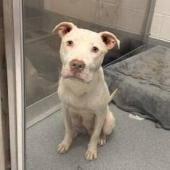 Pit Bull Terrier Dogs Available for Adoption in Indianapolis, Indiana - PIGLET | PetCurious