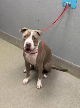 Pit Bull Terrier Dogs Available for Adoption in Las Vegas, Nevada - PLAYA | PetCurious