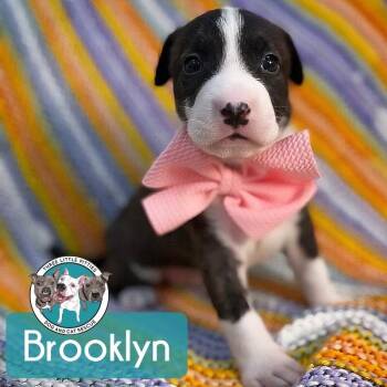 Pit Bull Terrier and American Bully Dogs Available for Adoption - Brooklyn Bridge | PetCurious