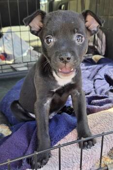 Jack Russell Terrier Dogs Available for Adoption - Ajax | PetCurious