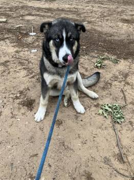Mixed Breed Dogs Available for Adoption in Dallas, Texas - CHILIO | PetCurious