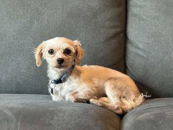 Heidi -  Bichon Frise and Poodle Dog for Adoption in Calgary, Alberta - Heidi | PetCurious