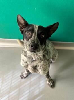 A256545 -  Australian Cattle Dog Blue Heeler and Mixed Breed Dog for Adoption in Visalia, California - A256545 | PetCurious