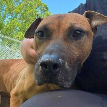 Terrier and Mixed Breed Dogs Available for Adoption in Gastonia, North Carolina - Pringles | PetCurious