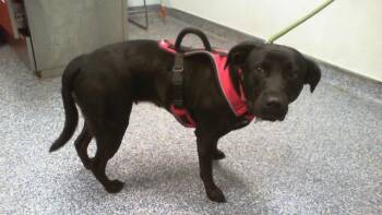 Labrador Retriever and Pit Bull Terrier Dogs Available for Adoption in Charlotte, North Carolina - YONKO | PetCurious