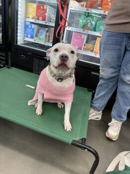 Pit Bull Terrier Dogs Available for Adoption - Miss Piggy | PetCurious