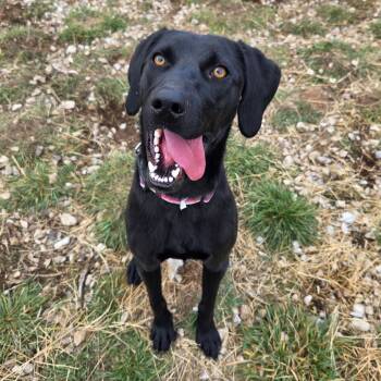 Rescue Mixed Breed Dogs for Adoption in Park City, Utah - Radar | PetCurious