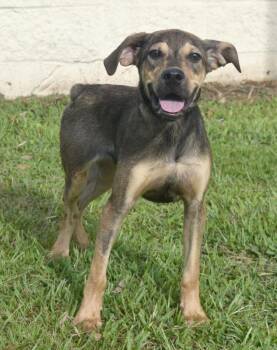 Weston -  Mixed Breed Dog for Adoption in Kingsland, Georgia - Weston | PetCurious