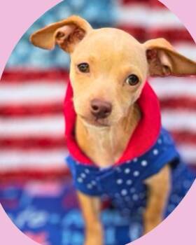 Fawn -  Chihuahua Dog for Adoption in College Station, Texas - Fawn | PetCurious