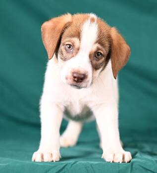 Robbie Weaver -  Beagle Dog for Adoption in Newport, Kentucky - Robbie Weaver | PetCurious