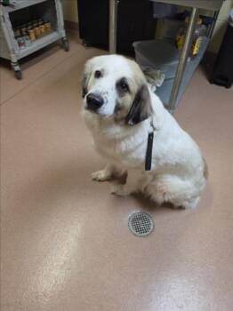 Great Pyrenees and Mixed Breed Dogs Available for Adoption - KODA | PetCurious