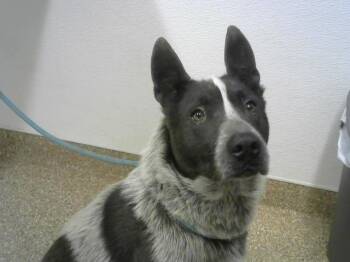 Australian Cattle Dog Blue Heeler and Mixed Breed Dogs Available for Adoption in Albuquerque, New Mexico - CHOCOLATE CHIP | PetCurious