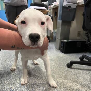 Casper -  Pit Bull Terrier Dog for Adoption in Port Townsend, Washington - Casper | PetCurious