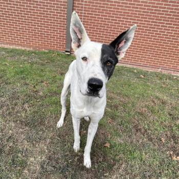 Mixed Breed Dogs Available for Adoption in Brenham, Texas - Oakley | PetCurious