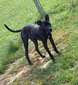 Rescue Terrier and Catahoula Leopard Dog Dogs for Adoption in Farmerville, Louisiana - Nora Lea | PetCurious
