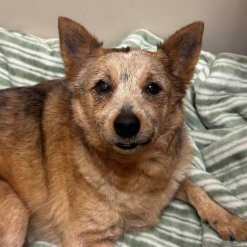 Australian Cattle Dog Blue Heeler Dogs Available for Adoption in Goleta, California - Moxy | PetCurious