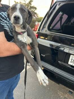 Pit Bull Terrier and Mixed Breed Dogs Available for Adoption in El Paso, Texas - Dory | PetCurious