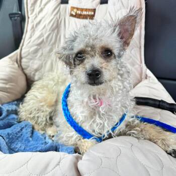 Cindi -  Yorkie Poo Dog for Adoption in Las Vegas, Nevada - Cindi | PetCurious