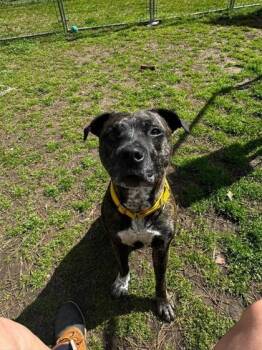 American Staffordshire Terrier and Mixed Breed Dogs Available for Adoption - 3177b Tony | PetCurious