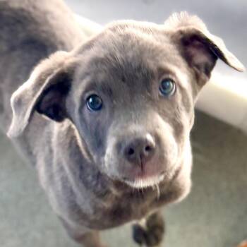 Mastiff and Mixed Breed Dogs Available for Adoption in Bradenton, Florida - Taz | PetCurious