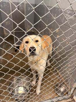 Thor -  Labrador Retriever and Great Pyrenees Dog for Adoption in Rensselaer, Indiana - Thor | PetCurious