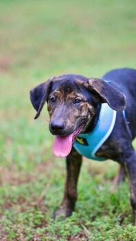 ROSCOE -  Shepherd and Catahoula Leopard Dog Dog for Adoption in Falmouth, Maine - ROSCOE | PetCurious
