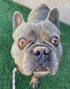 Lucky -  French Bulldog Dog for Adoption in Sedalia, Colorado - Lucky | PetCurious