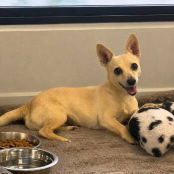 Laura 26-06-036 -  Chihuahua Dog for Adoption in Bastrop, Texas - Laura 26-06-036 | PetCurious