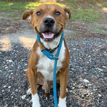 Duke -  Mixed Breed Dog for Adoption in Millen, Georgia - Duke | PetCurious