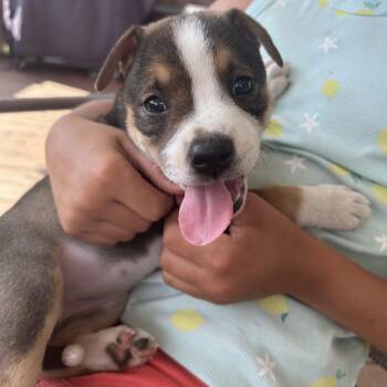 Macy -  Australian Cattle Dog Blue Heeler Dog for Adoption in Floyd, Virginia - Macy | PetCurious