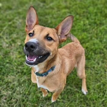 Cooper -  Mixed Breed Dog for Adoption in Monticello, Iowa - Cooper | PetCurious