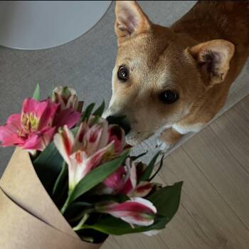 Rescue Jindo and Shiba Inu Dogs for Adoption in Springfield, Virginia - **DALNIM | PetCurious