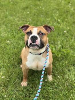 Mixed Breed Dogs Available for Adoption in Miamitown, Ohio - Sideshow Bob | PetCurious