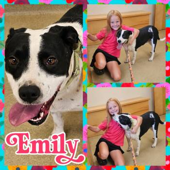 American Staffordshire Terrier and Pit Bull Terrier Dogs Available for Adoption - Emilyy | PetCurious