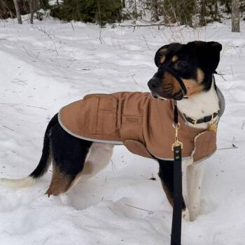 Terrier Dogs Available for Adoption in Fargo, North Dakota - Rick Astley | PetCurious