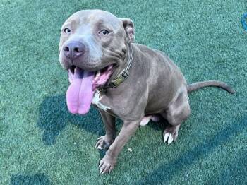 GOTTI -  Pit Bull Terrier Dog for Adoption in Dallas, Texas - GOTTI | PetCurious