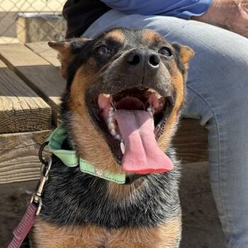 Reed -  Cattle Dog Dog for Adoption in Fresno, California - Reed | PetCurious
