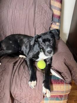 Rescue Mixed Breed Dogs for Adoption in Cincinnati, Ohio - Trixie | PetCurious