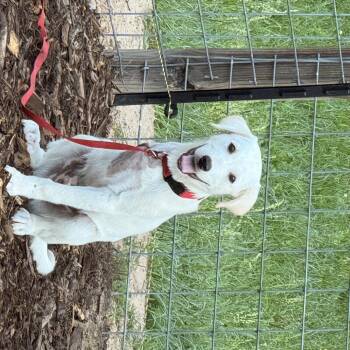 Paulie (Tripod) -  Labrador Retriever Dog for Adoption in Atlanta, Texas - Paulie (Tripod) | PetCurious