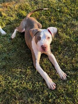 Brasso -  Mixed Breed Dog for Adoption in Detroit, Michigan - Brasso | PetCurious