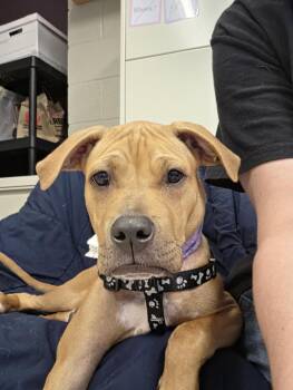 KRATOS -  Pit Bull Terrier and Boxer Dog for Adoption in Hagerstown, Maryland - KRATOS | PetCurious