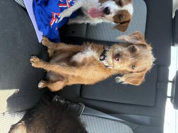 Thorn -  Jack Russell Terrier Dog for Adoption in Plano, Texas - Thorn | PetCurious