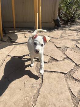 Rescue Australian Cattle Dog Blue Heeler and Mixed Breed Dogs for Adoption in Fort Collins, Colorado - Sparrow | PetCurious
