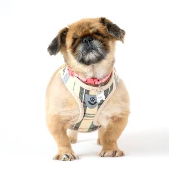 Pekingese Dogs Available for Adoption in San Francisco, California - Julep 14021 | PetCurious