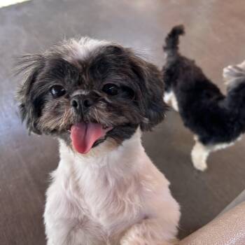 Shih Tzu Dogs Available for Adoption in Gardena, California - Munchie | PetCurious