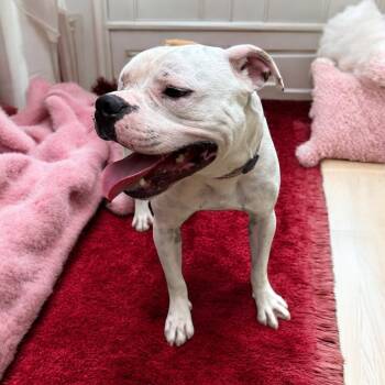 Rescue American Bulldog Dogs for Adoption - Wisteria | PetCurious