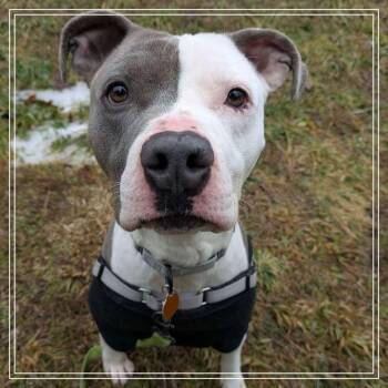 Pit Bull Terrier and Mixed Breed Dogs Available for Adoption - Barnaby | PetCurious