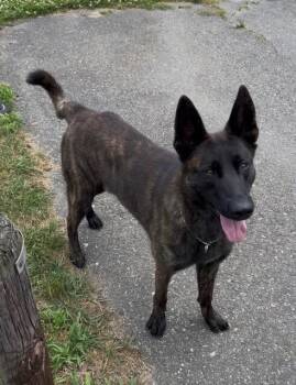 Striker Located in Connecticut -  Dutch Shepherd Dog for Adoption in Imlay City, Michigan - Striker Located In Connecticut | PetCurious