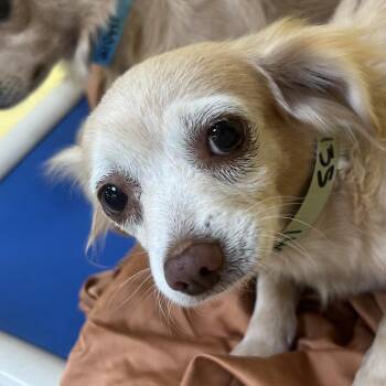 IVHS-Stray-140136 -  Chihuahua Dog for Adoption in San Gabriel, California - IVHS-Stray-140136 | PetCurious